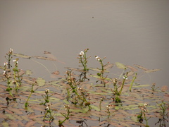 Sagittaria natans