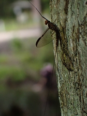 Leptophlebia