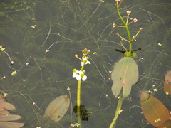 Sagittaria natans