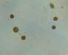 Nostocales