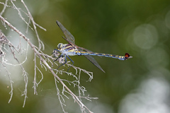 Petalura litorea