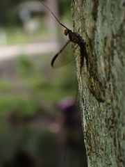 Leptophlebia