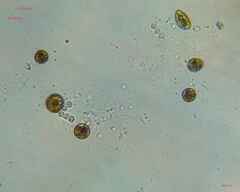 Nostocales