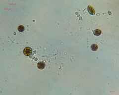 Nostocales