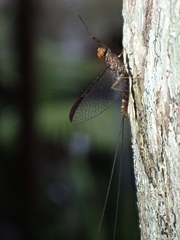 Leptophlebia
