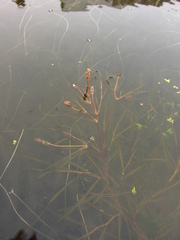 Potamogeton compressus