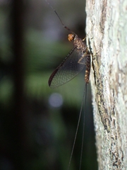 Leptophlebia