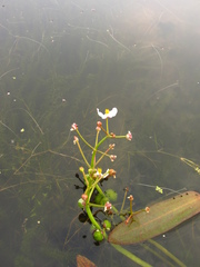 Sagittaria natans