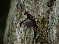 Leptophlebia