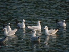 Chroicocephalus brunnicephalus