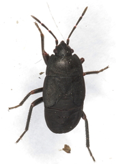 Aellopus atratus