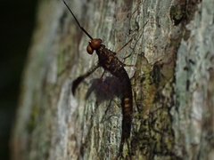 Leptophlebia