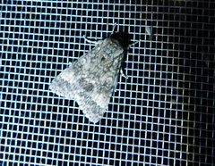 Acronicta megacephala