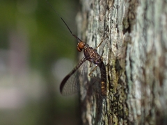 Leptophlebia