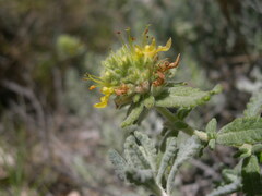 Teucrium aureum