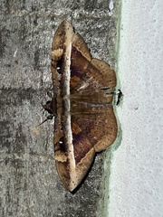 Hemeroblemma opigena