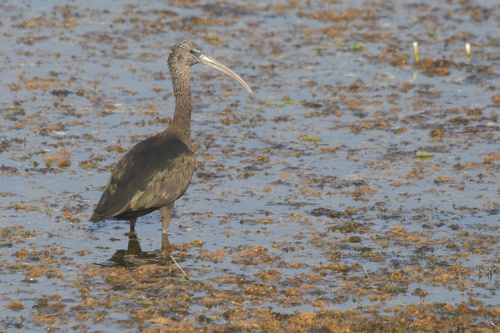 Glossy Ibis