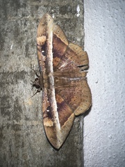 Hemeroblemma opigena