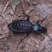 Carabus arrowi - Photo (c) huangyu-zhou, some rights reserved (CC BY-NC)
