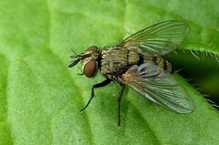 Bactromyia aurulenta