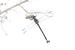 Petalura litorea
