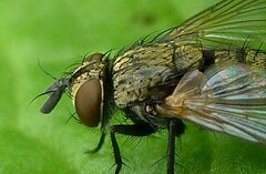 Bactromyia aurulenta