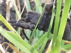 Lycosidae