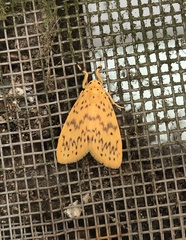 Miltochrista cuneigera