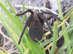 Lycosidae