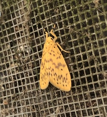 Miltochrista cuneigera