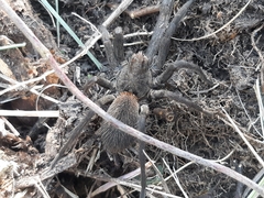 Lycosidae