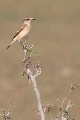 Siberian Stonechat
