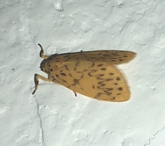 Miltochrista cuneigera