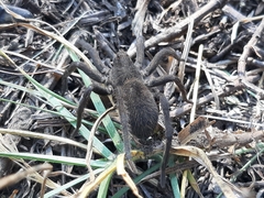 Lycosidae