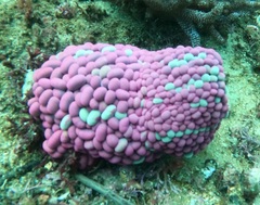 Phlyctenactis tuberculosa