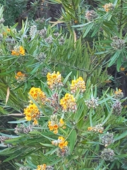 Callistachys lanceolata