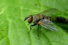 Bactromyia aurulenta