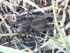 Lycosidae