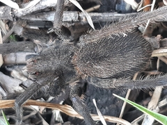 Lycosidae