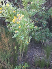 Callistachys lanceolata