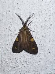 Phaeochlaena lampra