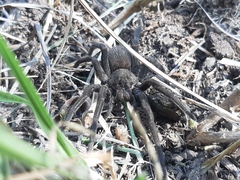 Lycosidae