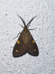 Phaeochlaena lampra