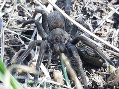 Lycosidae