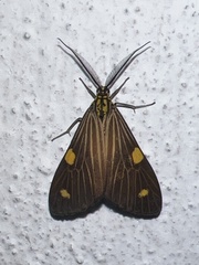 Phaeochlaena lampra