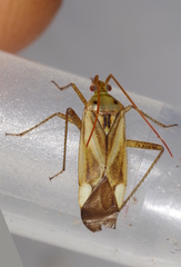 Adelphocoris