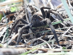 Lycosidae