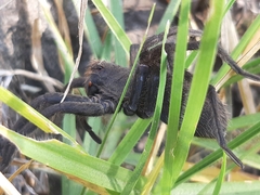 Lycosidae