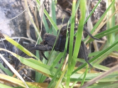 Lycosidae