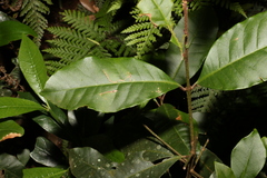 Quintinia sieberi